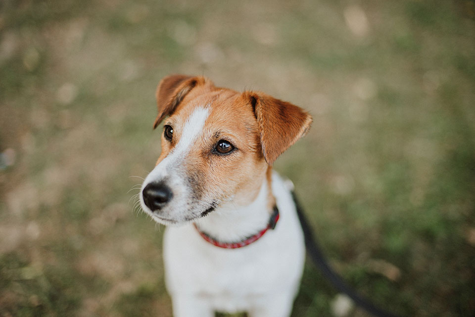 jack russell life span