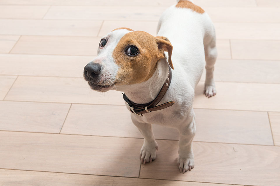 jack russell terrier bark