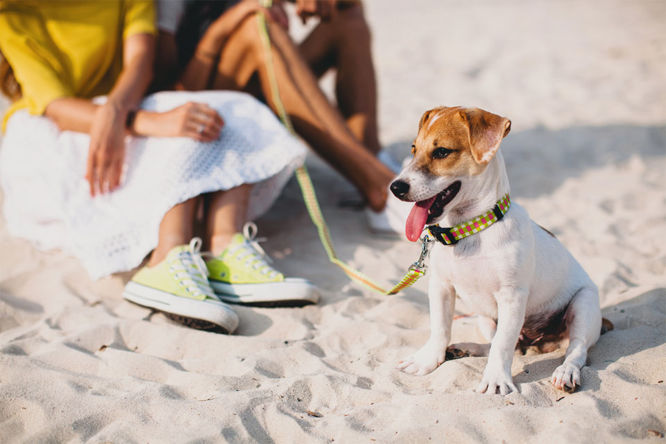 jack russell terrier