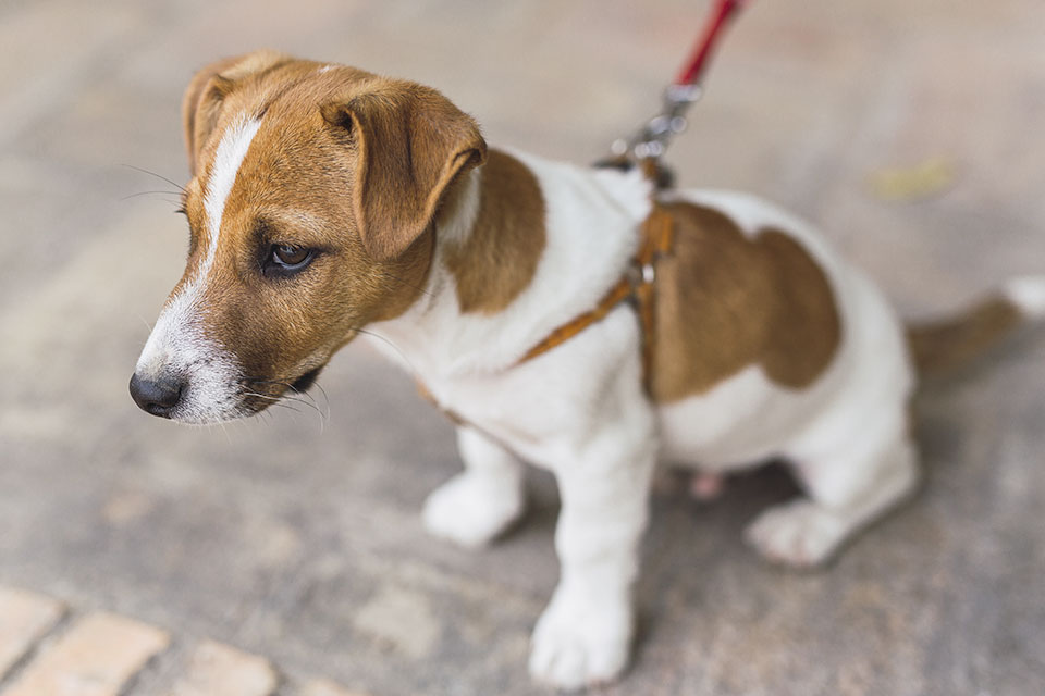 are jack russell terriers hypoallergenic