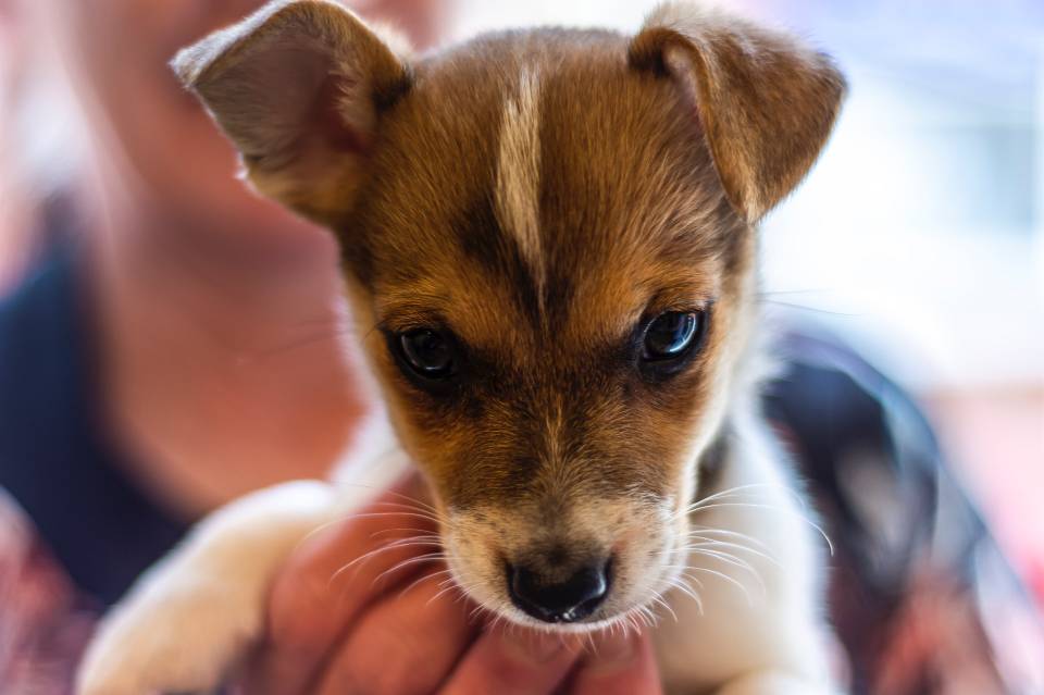 baby shampoo jack russell