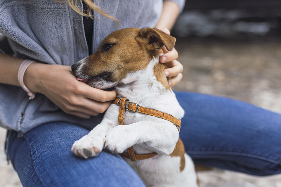 how to house train your jack russell