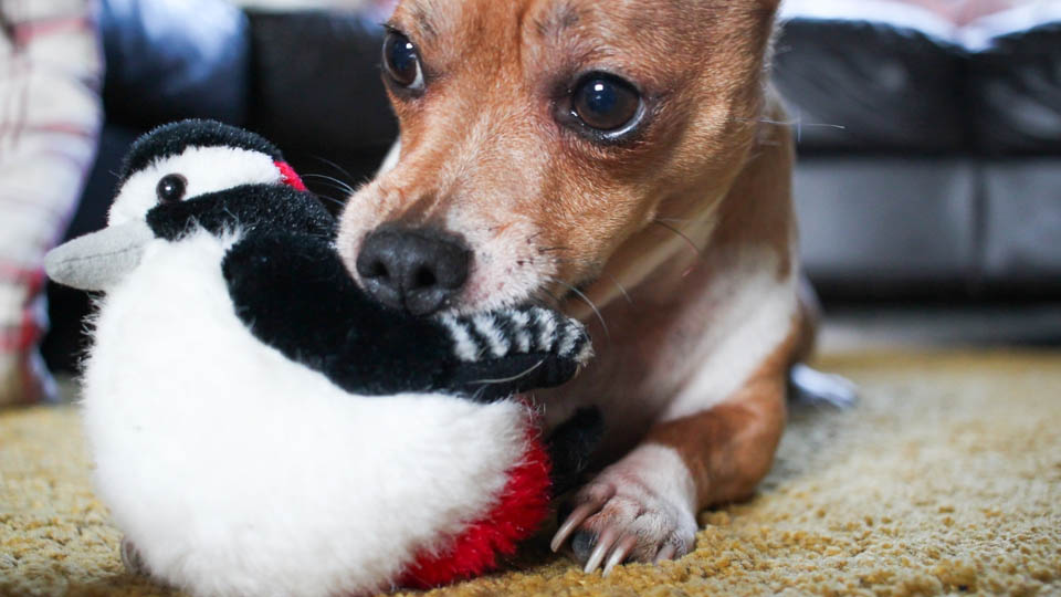 Jack Russell Chihuahua Mix