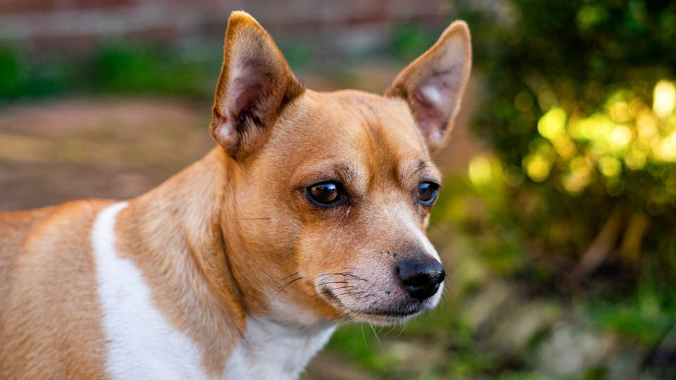 Jack Russell Chihuahua Mix