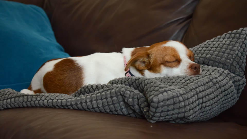 Jack Russell Chihuahua Mix