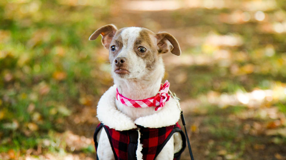 Jack Russell Chihuahua Mix