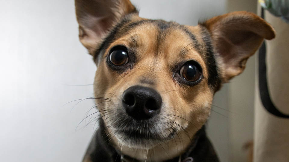 Jack Russell Chihuahua Mix