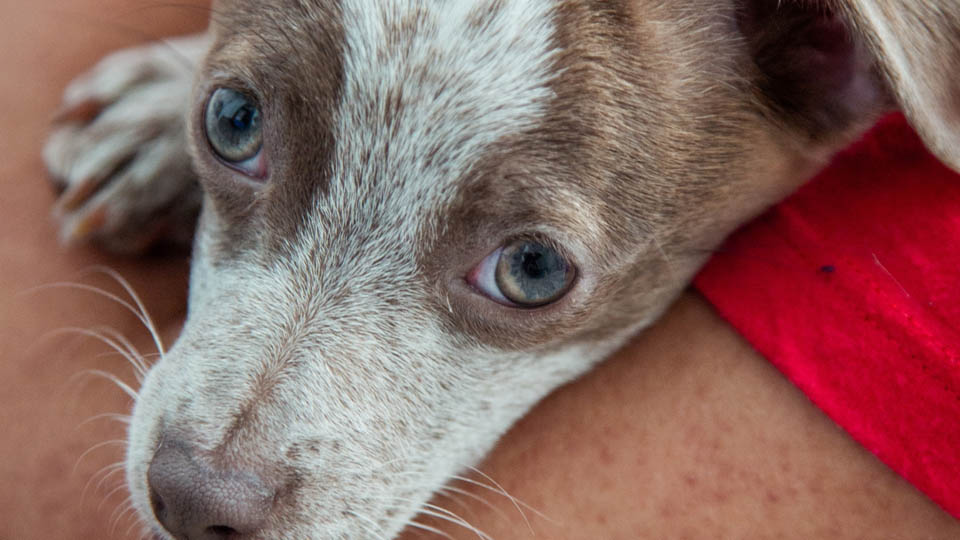 Jack Russell Chihuahua Mix