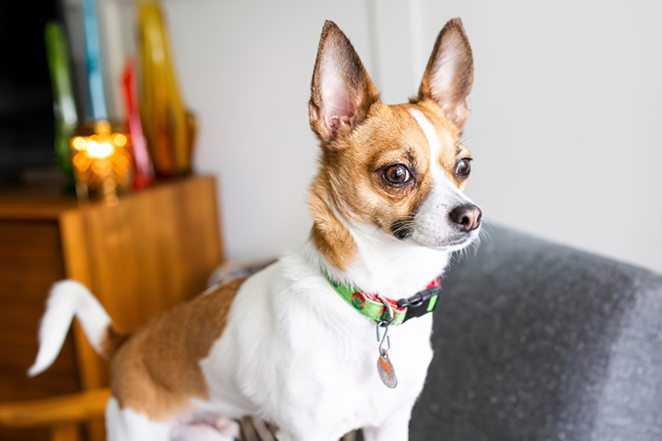 jack russell chihuahua mix