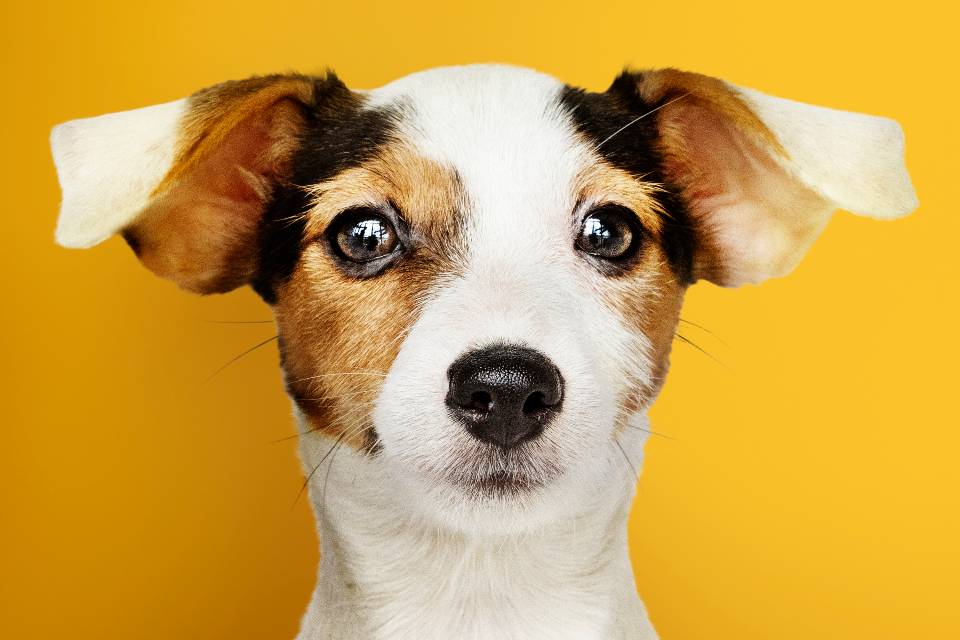 jack russell eye disorders