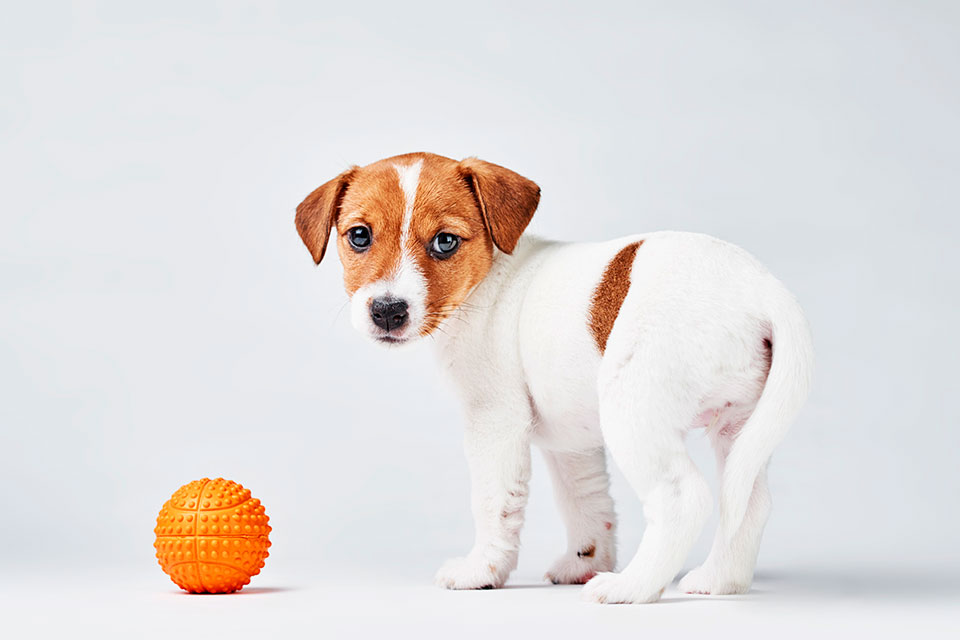 jack russell puppy