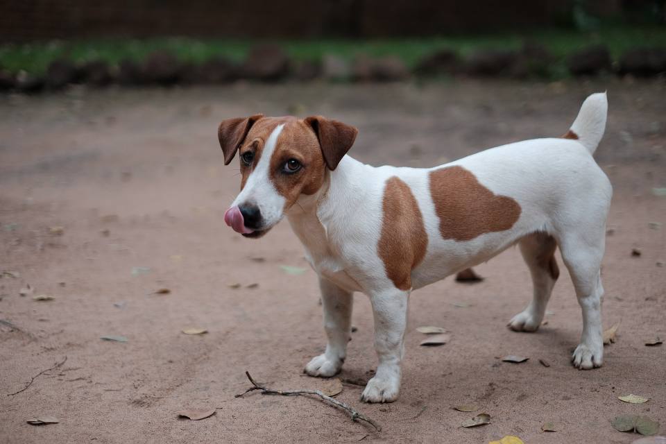 do jack russell terriers have docked tails