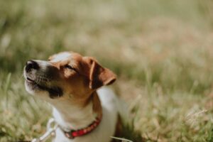 unique names jack russell