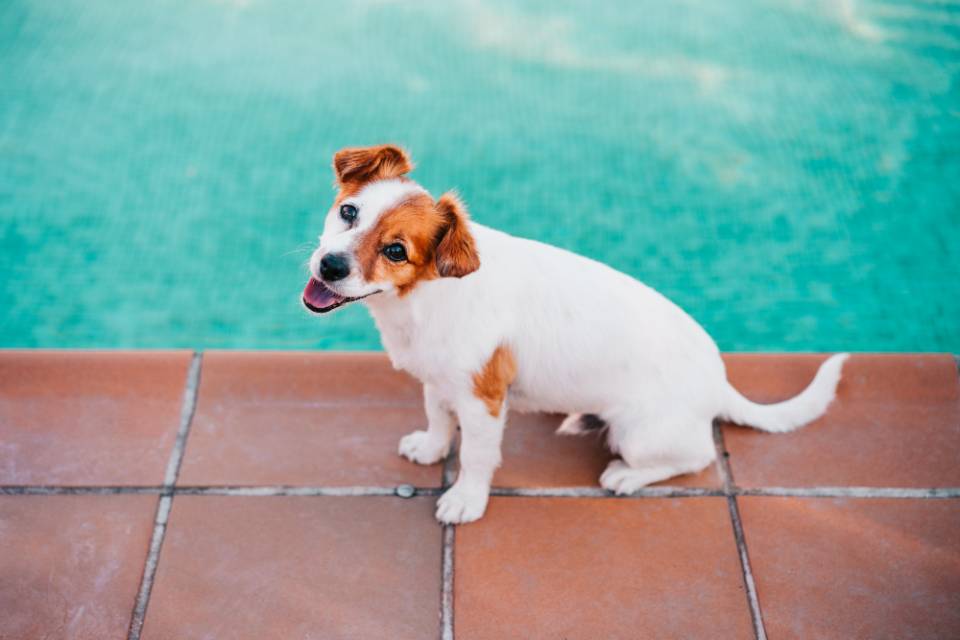 can jack russells swim