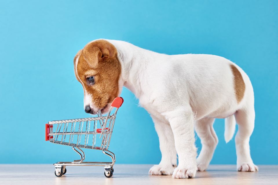 dog friendly stores