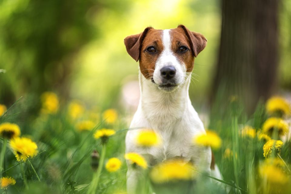 are jack russells good guard dogs