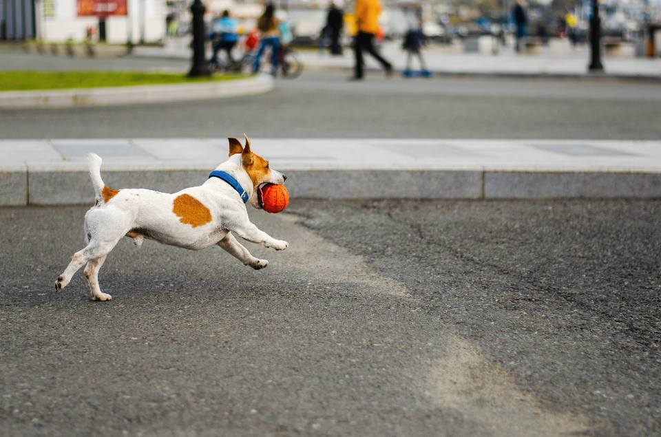 are jack russells good running dogs