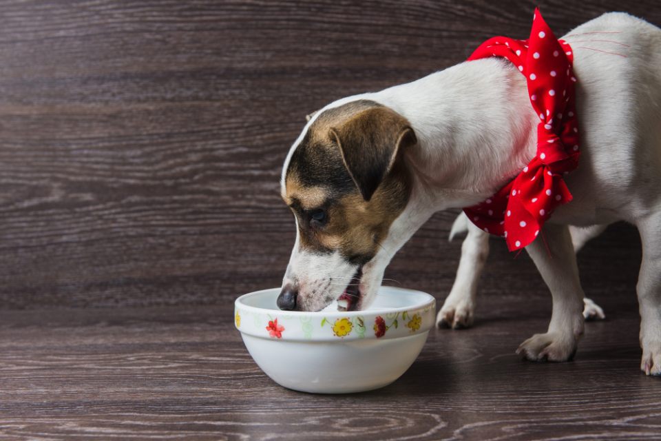 can jack russell eat bread