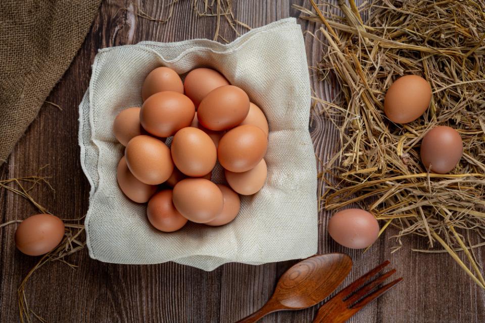 can jack russells eat eggs