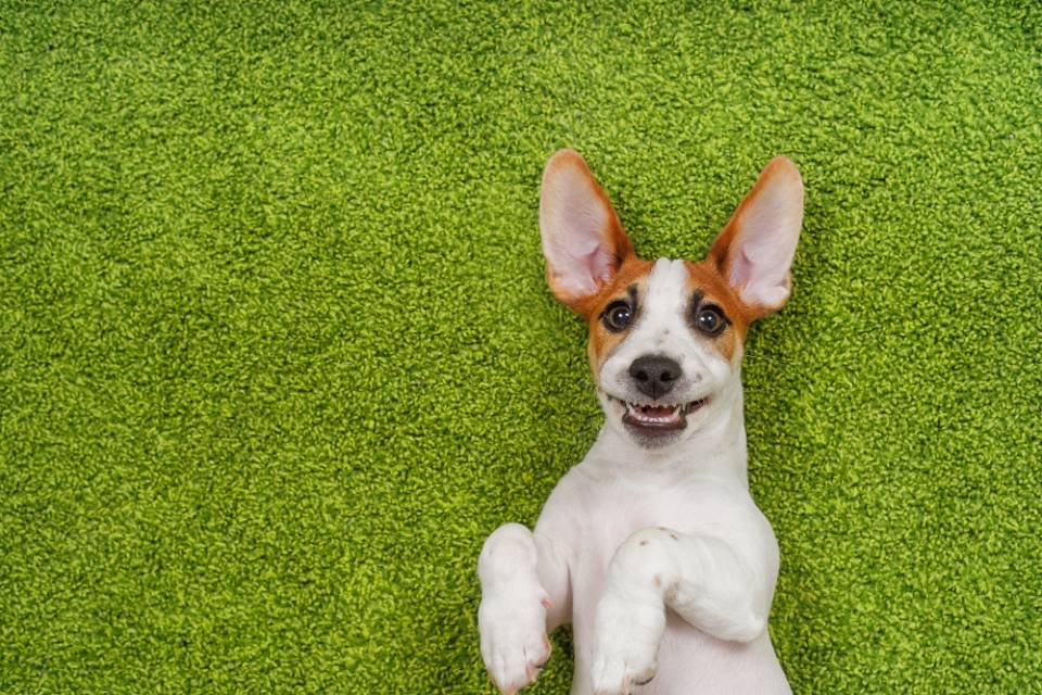 how many teeth do jack russells have