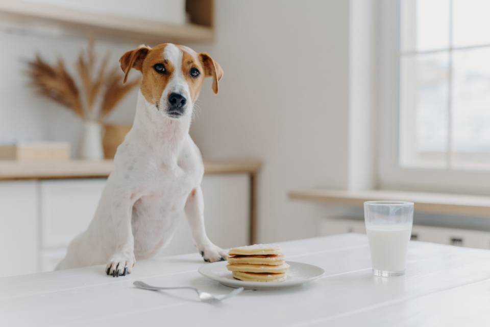 jack russell terrier appetite