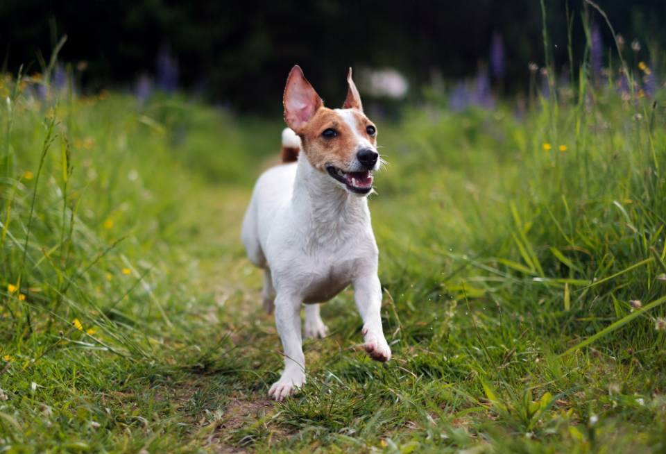 jack russell terrier run