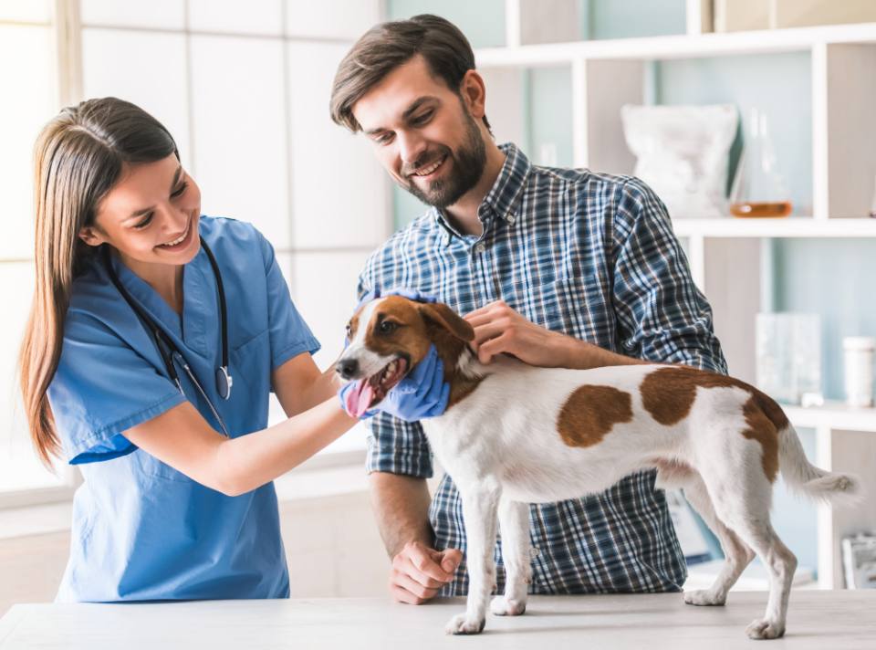 jack russell terrier veterinarian