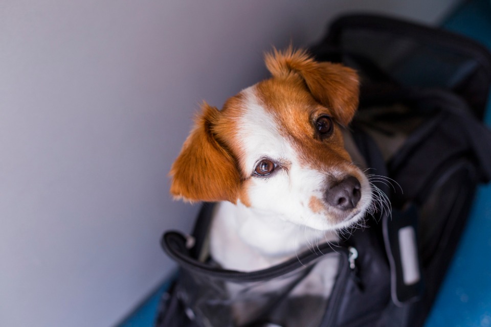 pet dog carrier