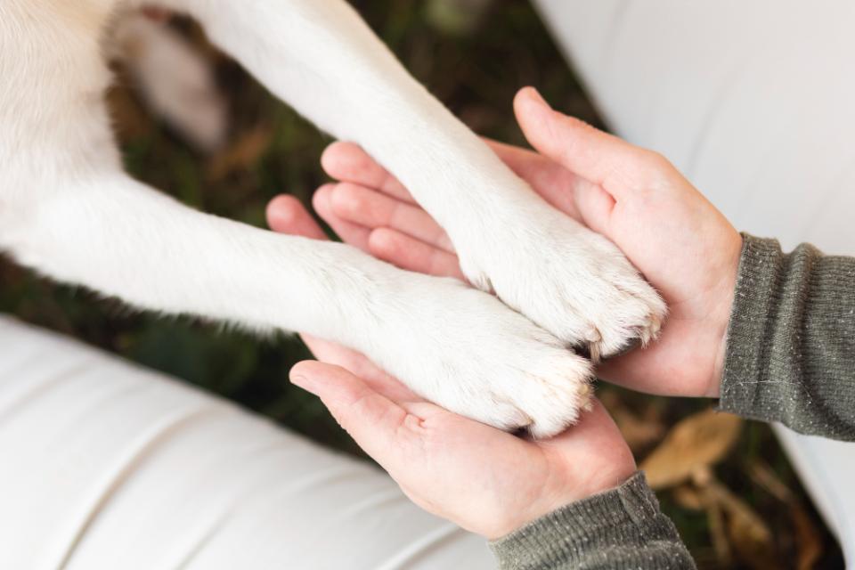 why do jack russells lick their paws