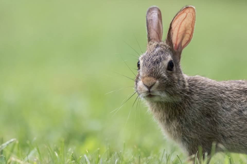 Can A Jack Russell Catch A Rabbit?