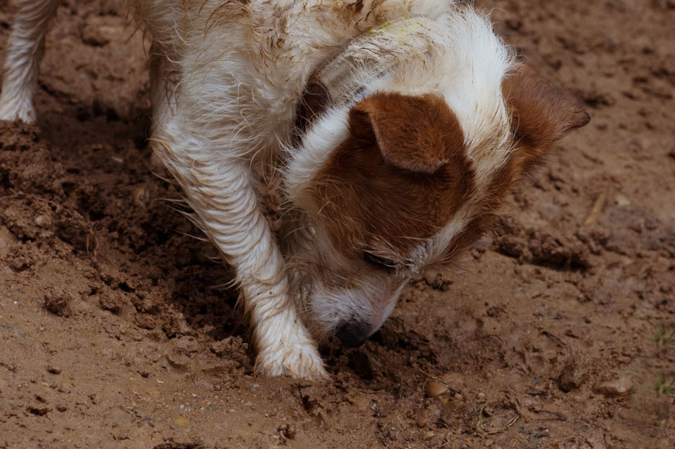 Why Does My Jack Russell Eat Dirt?