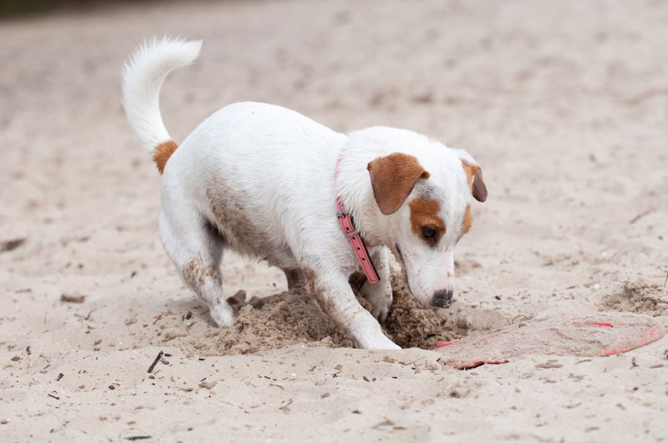 Why Does My Jack Russell Hide Things?