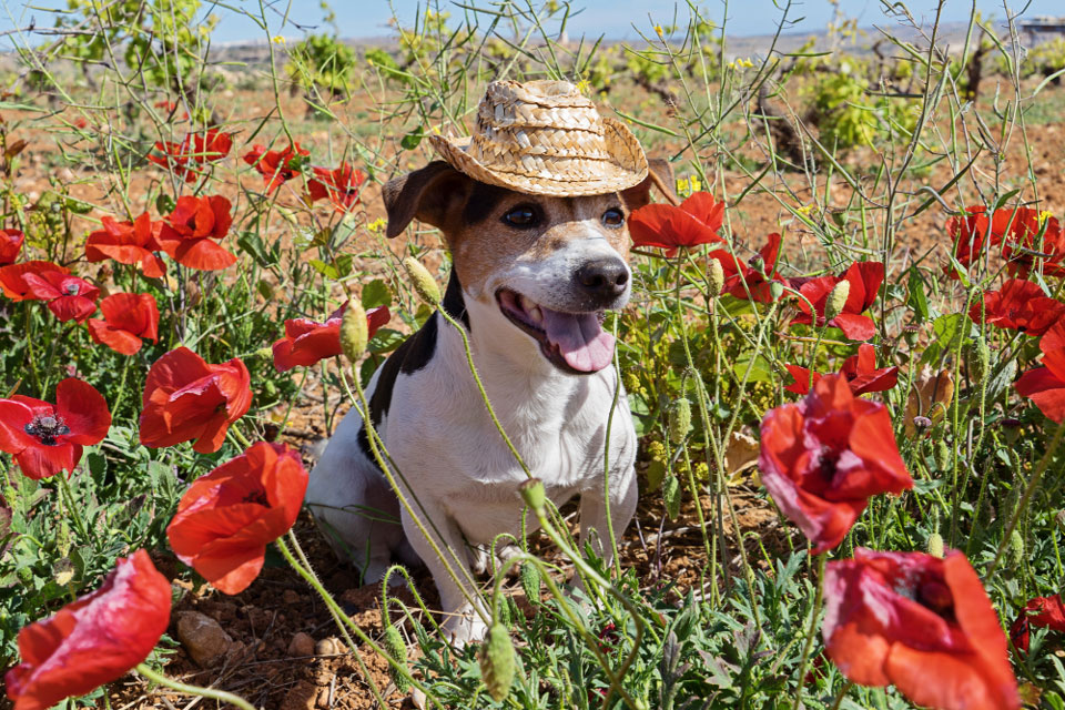 Are Jack Russells Good Farm Dogs?