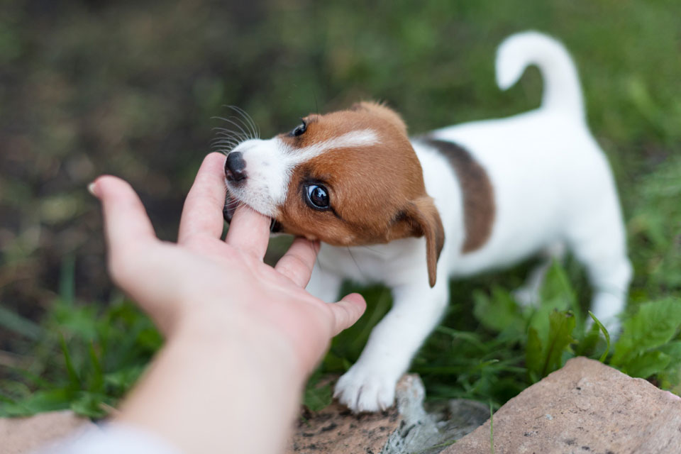 Why Does My Jack Russell Bite Me?