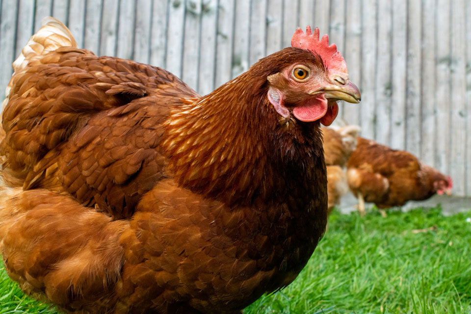 Will Jack Russells Kill Chickens?