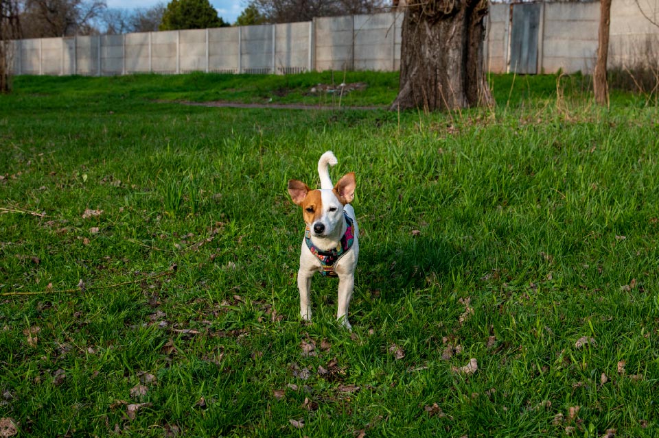 How Do You Keep A Jack Russell In Your Yard?