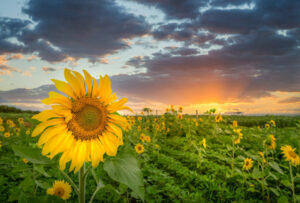 Are Sunflowers Poisonous To Dogs?